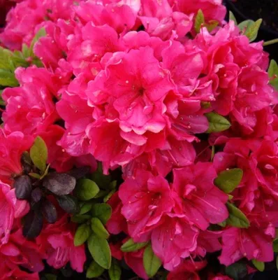 Produktbild von Rhododendron obtusum 'Canzonetta' 30 - 40 cm Japanische Azalee Alpenrose