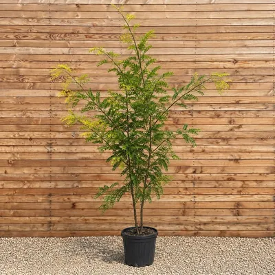 Produktbild von Amerikanische Lederhülsenbaum Sunburst 250-300 cm - Gleditsia triacanthos mehrstämmig
