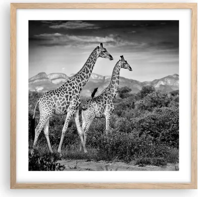 Produktbild von Gerahmtes Poster - Rahmen in heller Eiche - Giraffen Schwarzweiß Fotografie - 50x50 cm - Wand Bild - Wanddeko - Wandbilder - Kunstposter - Wandposter - Bilderrahmen - Bilder - P2NAC50x50-4441
