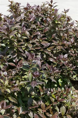 Produktbild von Weigela 'Black and White', Weigelie, zweifarbig, 40–60 cm