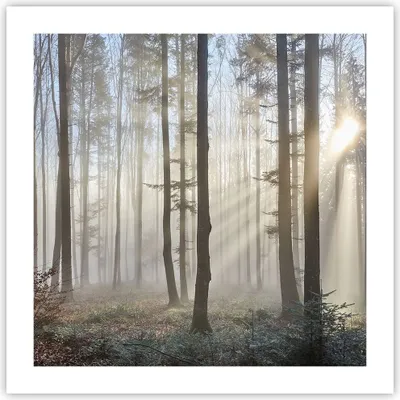 Produktbild von Poster - Poster ohne Rahmen - Wald Baum Natur - 50x50 cm - Wand Bild - Wanddeko - Wandbilder - Kunstposter - Wandposter - Bilder - Kunstdruck - Wanddekoration - Wandbild - P2XAC50x50-3749