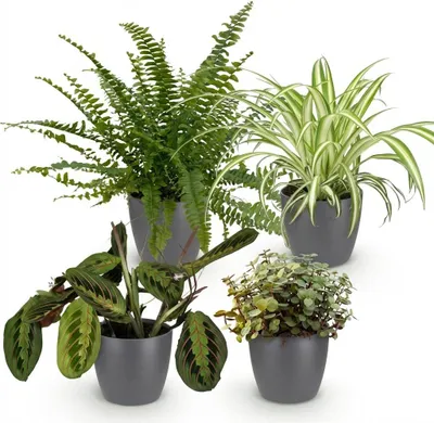 Obrázek produktu pro Sada pokojových rostlin - Chlorophytum, Maranta, Calissia, Nephrolepsis - sada
