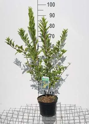 Produktbild von Forsythia int. 'Minigold'® ('flojor'®) - Goldglšckchen 50- 60 cm Container