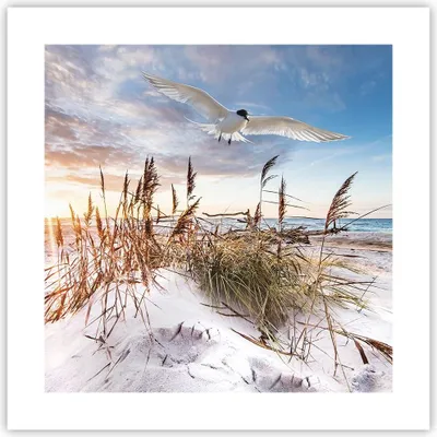 Produktbild von Poster - Poster ohne Rahmen - Möwe Meer Küste - 40x40 cm - Wand Bild - Wanddeko - Wandbilder - Kunstposter - Wandposter - Bilder - Kunstdruck - Wanddekoration - Wandbild - P2XAC40x40-4902