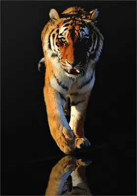 Produktbild von Wallario selbstklebendes Poster - Laufender Tiger, Größe: 70 x 100 cm