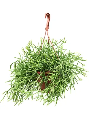 Obrázek produktu pro Nieuwkoop Europe BV Rhipsalis heteroclada - závěs, průměr 17 cm