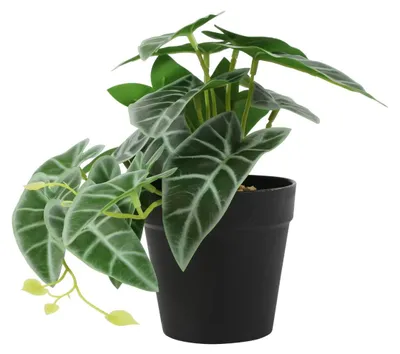 Produktbild von Kunstpflanze Peperomia grün I Countryfield