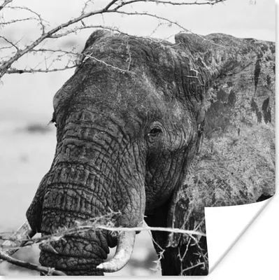 Produktbild von MuchoWow® Poster Nahaufnahme eines afrikanischen Elefanten in Schwarz-Weiß 100x100 cm - Babyzimmer
