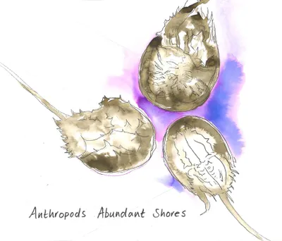 Produktbild von Abundant Shores