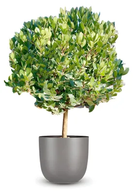 Produktbild von Pflanzensamen, Erdbeerbaum