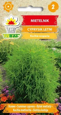 Zdjęcie produktu dla Mietelnik CYPRYSIK LETNI Nasiona kwiatów - 574 Toraf