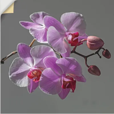 Produktbild von ARTland Wandbild, selbstklebend Orchideentraum Größe: 70x70 cm