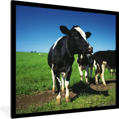 Produktbild von MuchoWow® Gerahmtes Poster Kühe - Gras - Tiere 40x40 cm - Poster mit Schwarzem Bilderrahmen Wandposter Rahmen Foto Bilder - Mit Rahmen - Wanddekoration Schlafzimmer