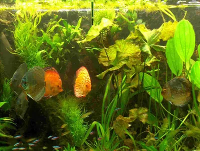 Produktbild von Hintergrundmix, 5 Töpfe Aquarienpflanzen, 5 Sorten