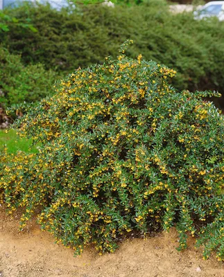 Produktbild von Berberis candidula 'Jytte', Immergrüne Berberitze, 25–30 cm
