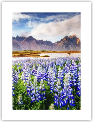 Produktbild von Poster - Poster ohne Rahmen - Berge Wiese Blumen - 30x40 cm - Wand Bild - Wanddeko - Wandbilder - Kunstposter - Wandposter - Bilder - Kunstdruck - Wanddekoration - Wandbild - P2XPA30x40-4114