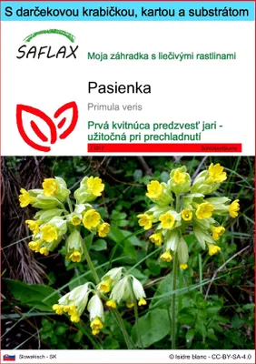 Obrázok produktu pre SAFLAX Darčeková sada - pasienka - Primula veris - 100 Semená - S darčekovou krabičkou, prepravným štítkom, darčekovou kartou a pestovateľským médiom