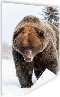 Produktbild von MuchoWow® Poster Braunbär im Schnee 40x60 cm - Plakate für die Wand - Poster Babyzimmer