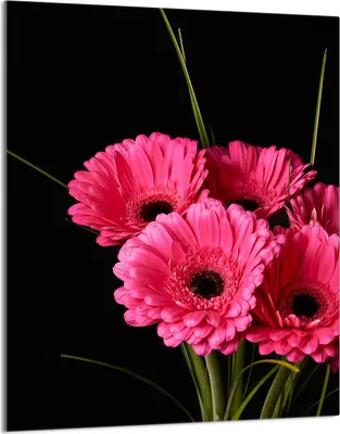 Immagine prodotto di Piastra copriforno 40x52 Coperchio per piano cottura in ceramica Paraspruzzi Piastra in vetro Tagliere decorativo, Gerbera Pink