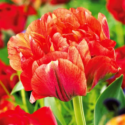Produktbild von Tulpen Blumenzwiebeln Zwiebeln Blumen Tulpenzwiebeln Tulpe Gudoshnik Double 5 St
