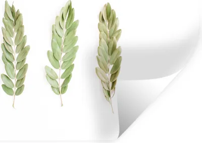 Produktbild von MuchoWow® Wandtattoo Wandsticker Wandaufkleber Tropisch - Blatt - Weiß 60x40 cm Selbstklebend und Repositionierbar - Wierderverwendbar - Selbstklebend