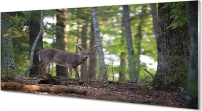 Produktbild von Glasbilder 125x50 Wandkunst Hirschwald