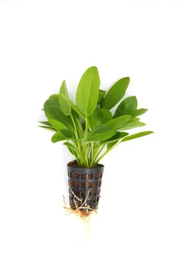Produktbild von Echinodorus cordifolius MINI Froschlöffel im Topf Wasserpflanze Aquarium