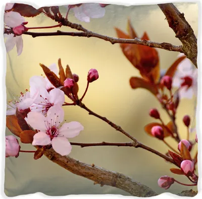 Produktbild von Wallario Premium Kissen, weiche Oberfläche, mit Motiv Frühlingsgefühle I - Kirschblüten in Nahaufnahme, Größe: 40 x 40 cm, mit weißer Rückseite