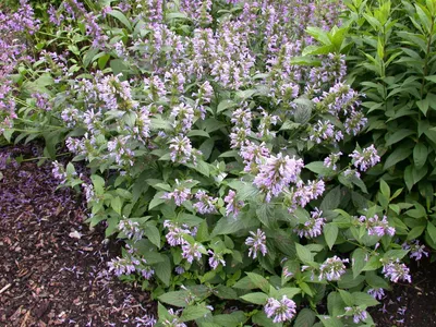 Produktbild von Agastache foeniculum, Anis-Ysop, aromatisch, ca. 9x9 cm Topf