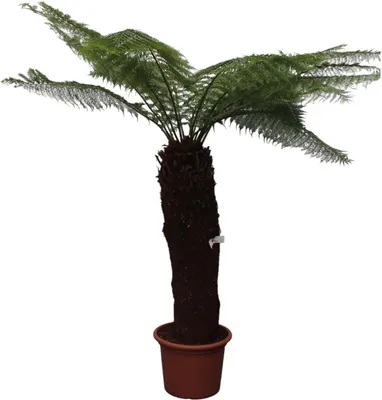 Obrázek produktu pro Kapradina kapesní - Dicksonia Antarctica - 280cm - ø60cm