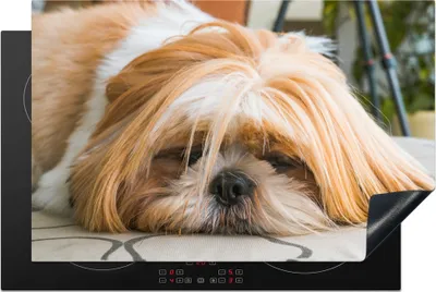 Produktbild von KitchenYeah© Herdabdeckplatte Ein Shih Tzu Hund liegt schlafend auf dem Boden , 80x52cm, Küche Deko, Glaskeramikkochfeld Herdabdeckung, Abdeckplatte fùr Kochfeld
