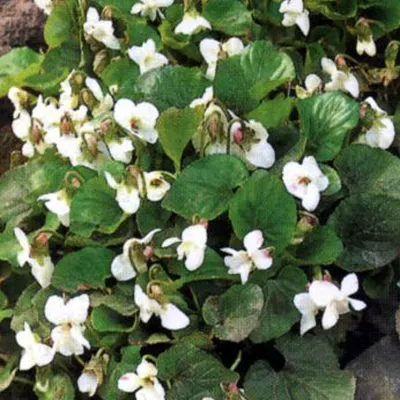 Immagine prodotto di 6 violette di Pentecoste  - Viola sororia 'Albiflora'  | Vaso 9 cm x 9 cm