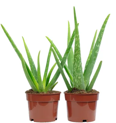 Produktbild von 2er-Set Aloe vera – luftreinigende & dekorative Sukkulente, Topf-Ø 12 cm, ca. 35 cm hoch