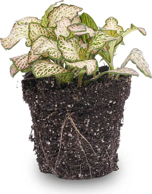 Produktbild von Fittonia Pink Tiger - Mosaikpflanze