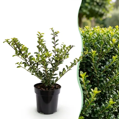 Produktbild von Green boutiQ - 24x Ilex crenata Covenxa - Japanische Stechpalme - Heckenpflanzen - Immergrün - Grün - Topf 9cm - Höhe 20-30cm