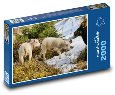 Zdjęcie produktu dla martinpuzzle - Puzzle 2000 - Owce - jagnięta