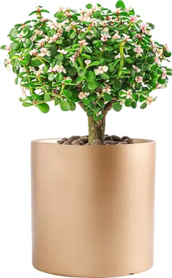 Obrázek produktu pro Keramické malé květináče pro pokojové rostliny, jednobarevné květináče s drenážním otvorem (zlaté, 14 cm)