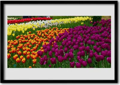 Produktbild von Bild 70x50 MDF-Rahmen Wandkunst Tulpen Blumen