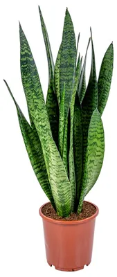 Zdjęcie produktu dla Bloomique - Sansevieria Zeylanica - Język teściowej - Roślina doniczkowa - Oczyszczająca powietrze - Bardzo łatwa w pielęgnacji - Wysokość 50-70 cm - Doniczka 17 cm
