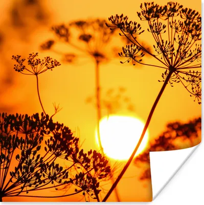 Produktbild von MuchoWow® Poster Pflanzen - Blumen - Sonnenuntergang - Orange 30x30 cm - Wandposter - Printing