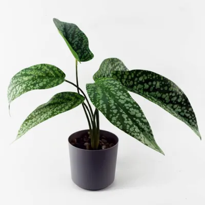 Productafbeelding van Leaf Design UK: Realistische kunstplant met bladeren, inclusief pot