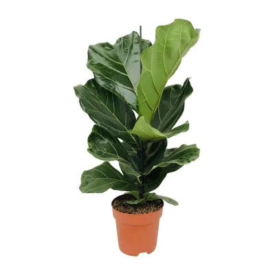 Produktbild von Hello Plants Ficus Lyrata Geigenblattpflanze - Ø 17 cm Topf - Höhe: 75 cm