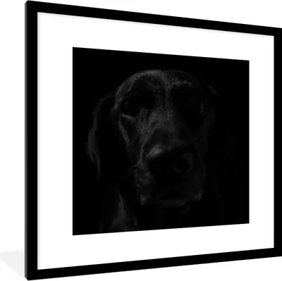 Produktbild von MuchoWow® MuchoWow® Gerahmtes Poster Hund - Schwarz - Labrador 40x40 cm - Poster mit zchwarzem Bilderrahmen - Poster - Plakat im Rahmen