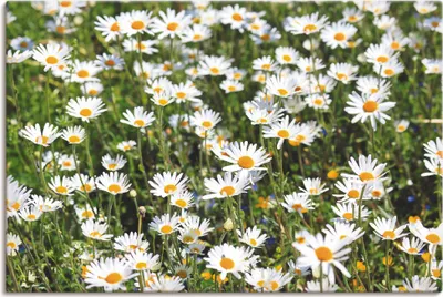 Produktbild von ARTland Leinwandbild Gänseblümchen Größe: 30x20 cm