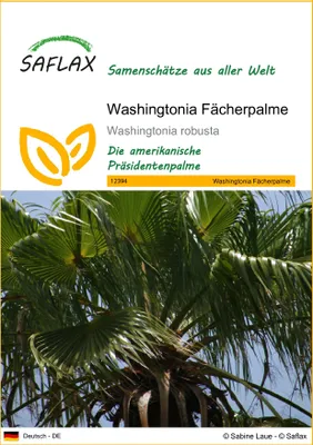 Produktbild von SAFLAX - Washingtonia Fächerpalme - 12 Samen - Washingtonia robusta