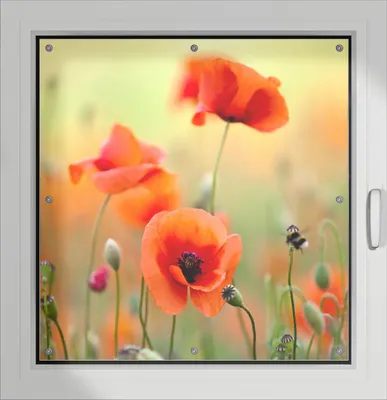 Produktbild von Wallario Lichtschutzbild, Dekorativer Sichtschutz Sonnenschutz 96 x 93 cm mit Motiv: Mohnblumenblüten - Verdunklung ohne Bohren