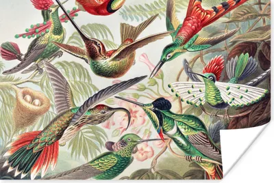 Produktbild von MuchoWow® Poster Kolibri - Vintage - Ernst Haeckel - Vogel - Kunst - Natur 120x80 cm - Bilder