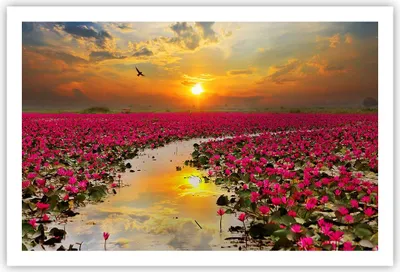 Produktbild von Poster - Poster ohne Rahmen - See Blumen - 91,5x61 cm - Wand Bild - Wanddeko - Wandbilder - Kunstposter - Wandposter - Bilder - Kunstdruck - Wanddekoration - Wandbild - P2XAA91x61-3769