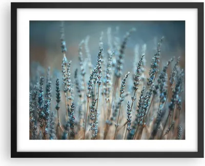 Produktbild von Gerahmtes Poster - Schwarzer Rahmen - Lavendel Klinge Blume - 50x40 cm - Wand Bild - Wanddeko - Wandbilder - Kunstposter - Wandposter - Bilderrahmen - Bilder - Kunstdruck - P2BAA50x40-4986