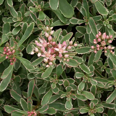 Obrázok produktu pre 6 x kobercová rozchodník  - Sedum spurium 'Variegatum'  | Kvetináč 9 cm x 9 cm